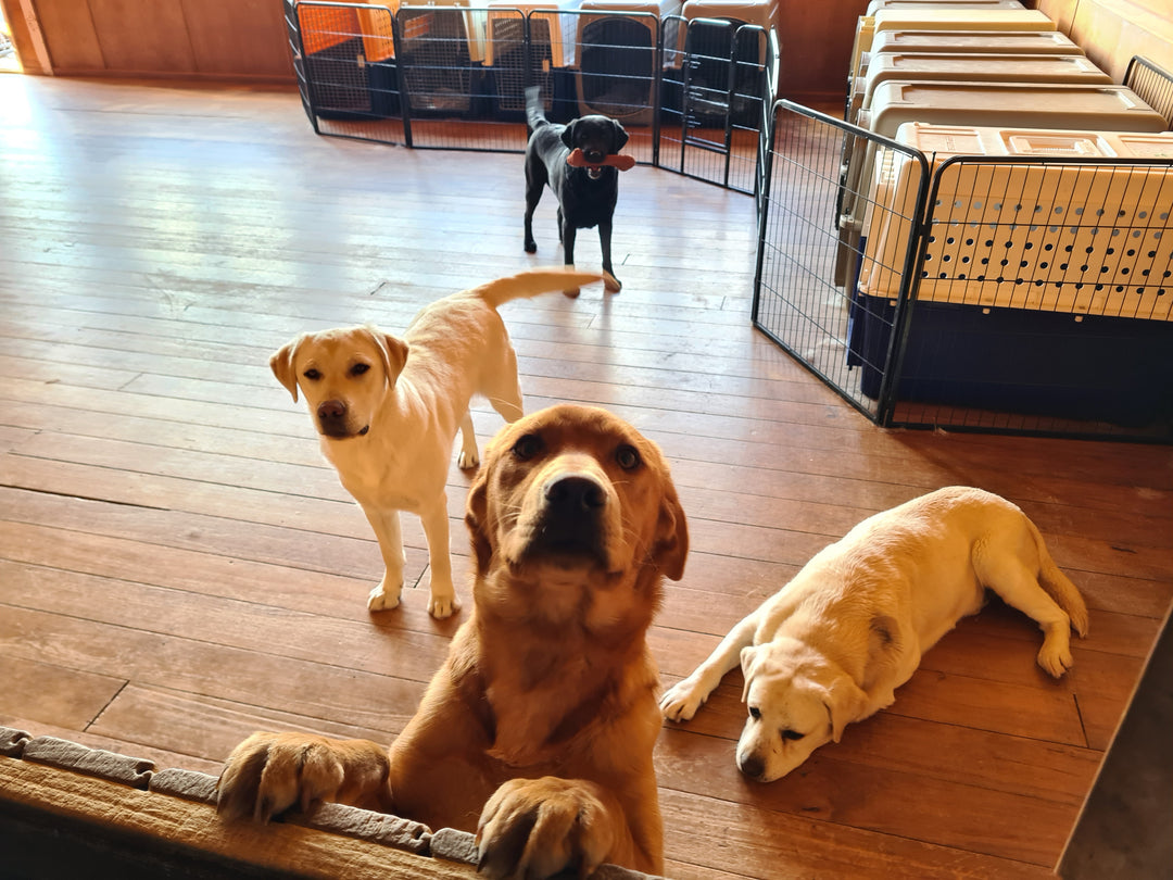 The Venison Jerky Heist