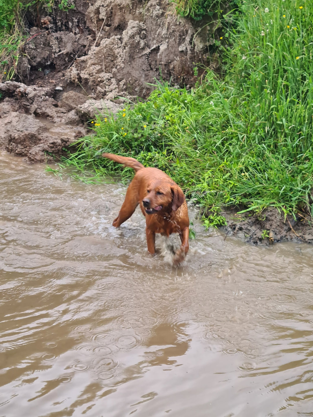 The Stream Explorer