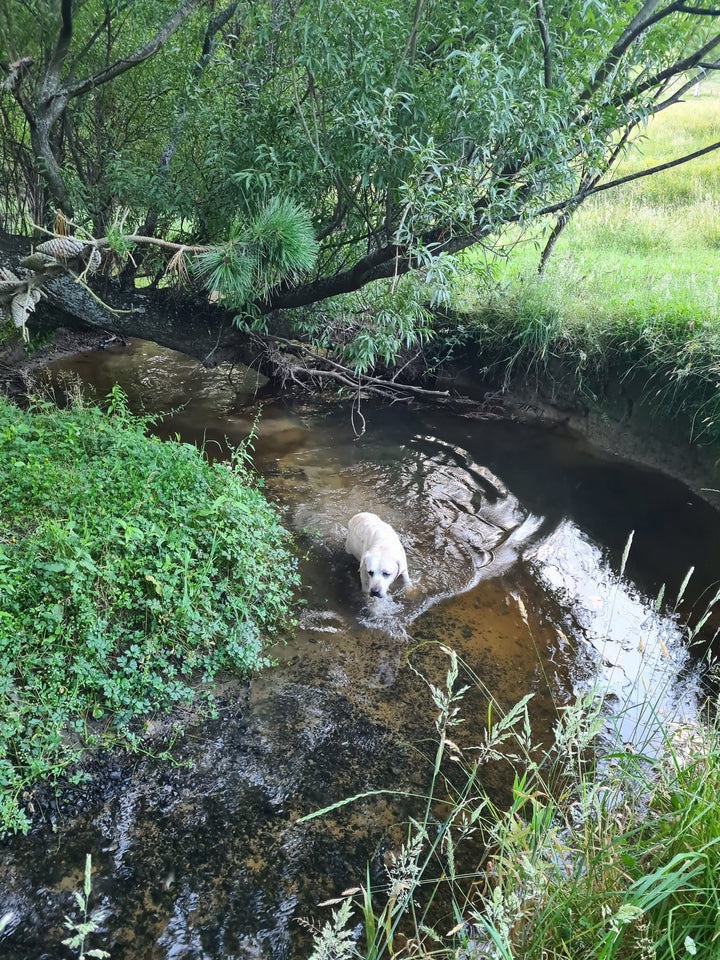 The Stream Explorer