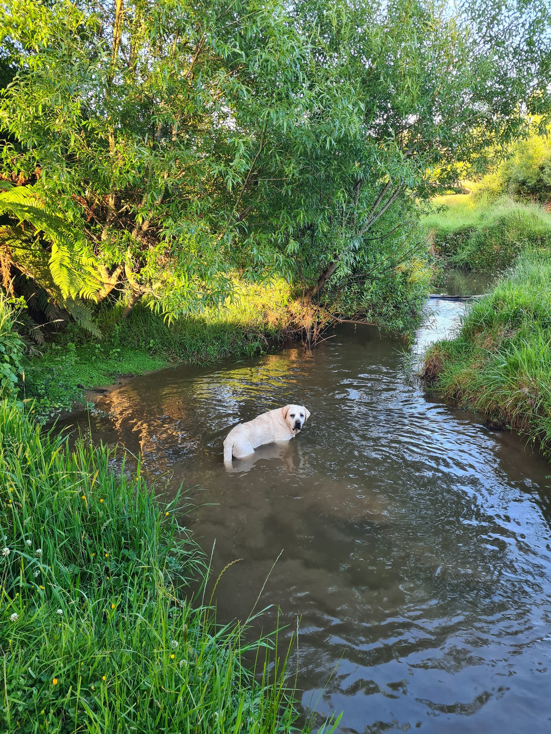 The Stream Explorer