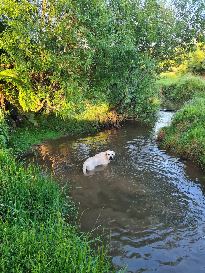 The Stream Explorer