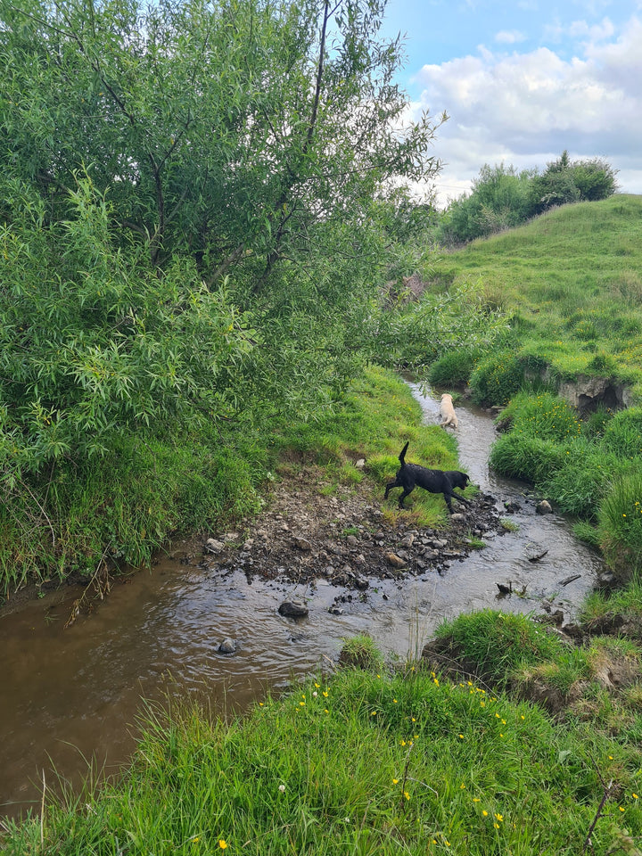 The Stream Explorer