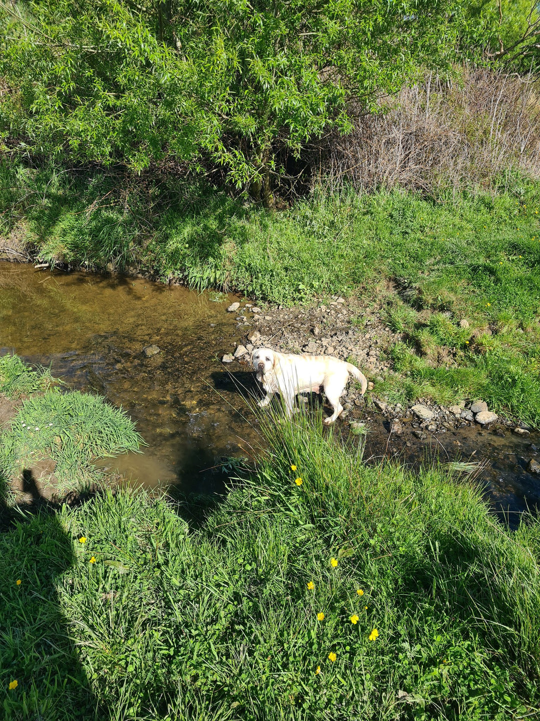 The Stream Explorer