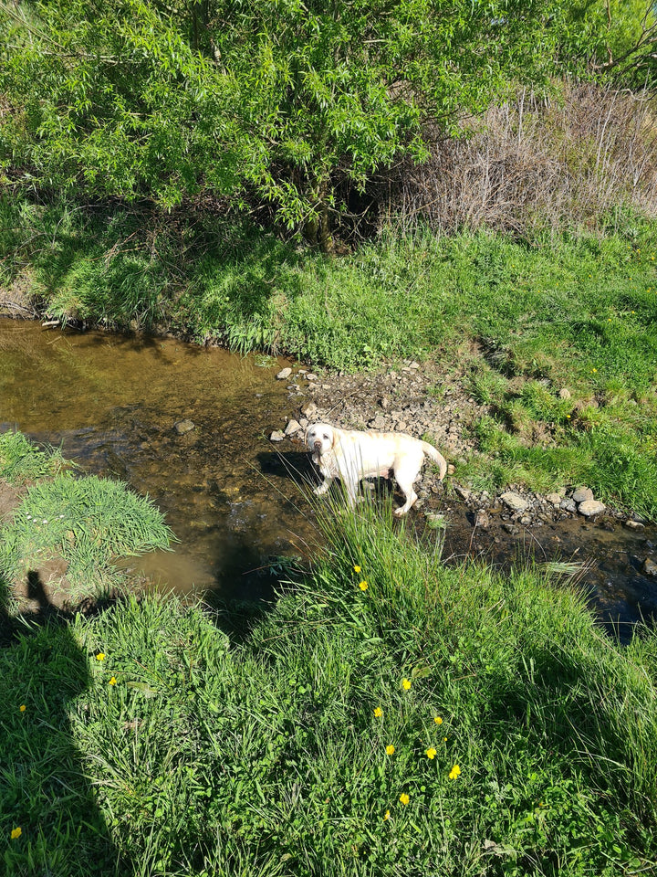 The Stream Explorer