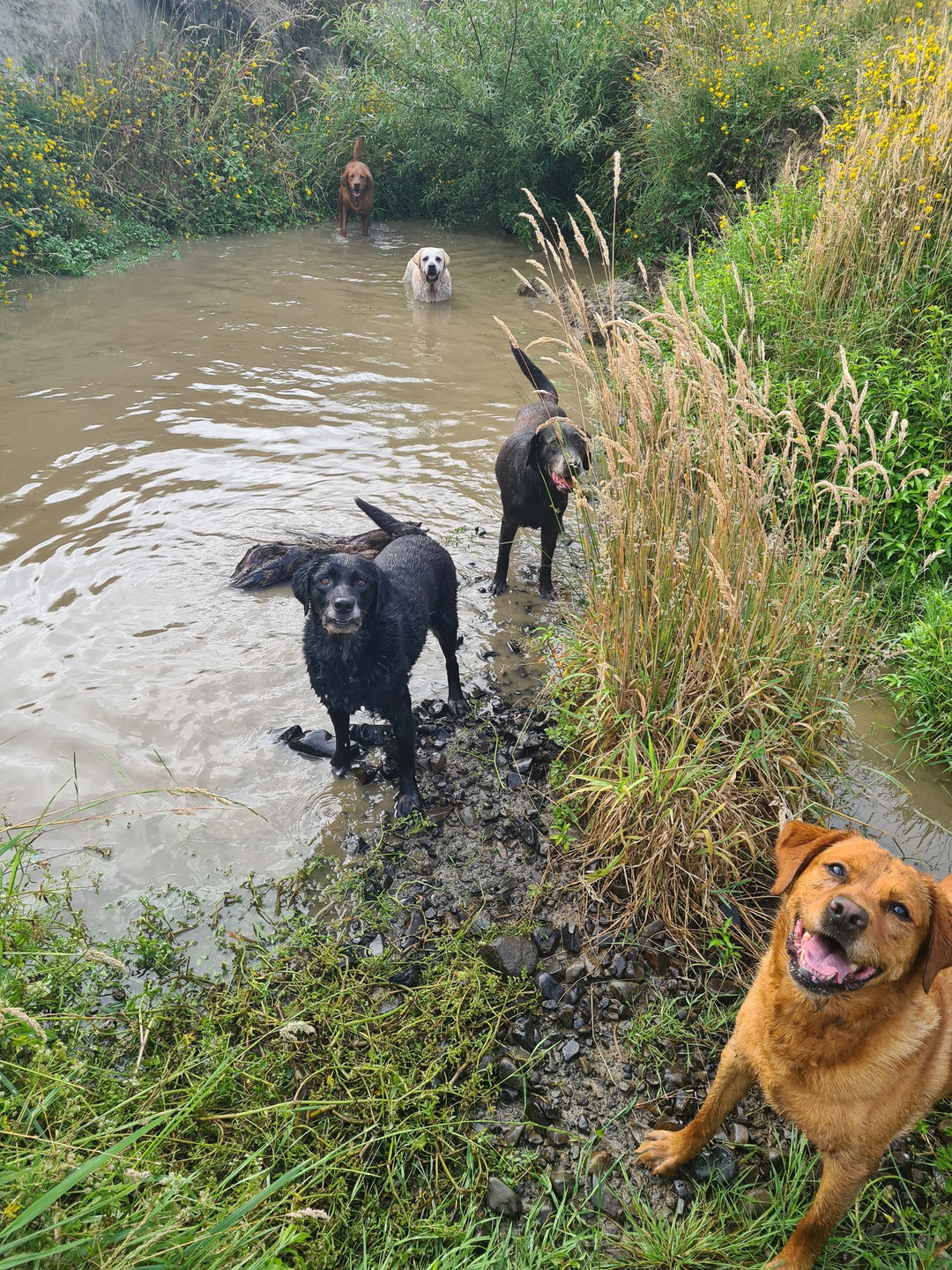 The Stream Explorer