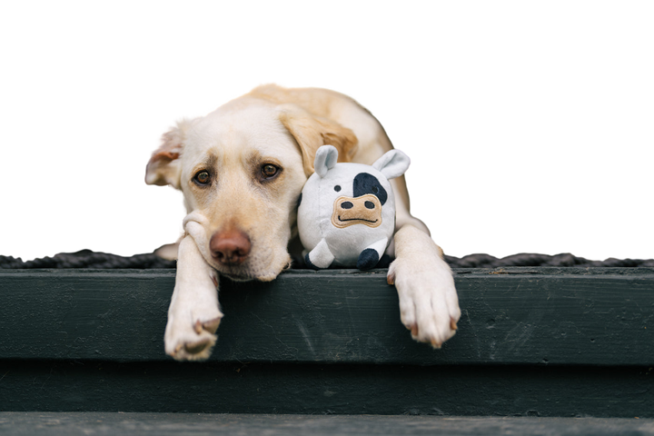 P.L.A.Y. Barnyard Buddies -- Cole the Cow